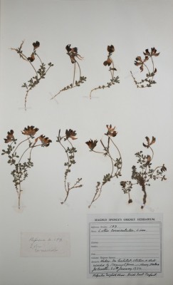 Birdsfoot Trefoil